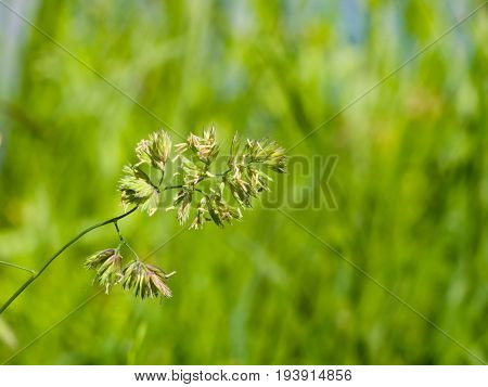 Flowers on Cock's-foot or Cat grass Dactylis glomerata closeup with green bokeh background selective focus shallow DOF.