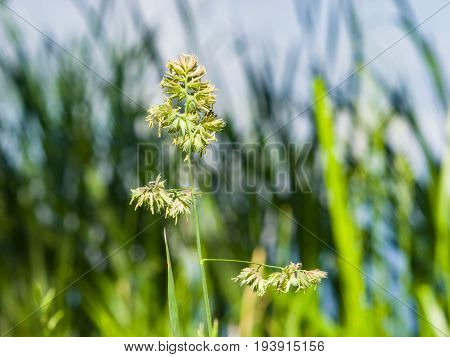 Flowers on Cock's-foot or Cat grass Dactylis glomerata closeup with green bokeh background selective focus shallow DOF.