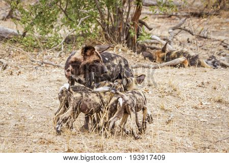 African wild dog in Kruger national park, South Africa ; Specie Lycaon pictus family of Canidae