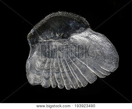 scale from Perca fluviatilis - Striped river perch