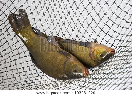 Tench - (Tinca tinca) in a net