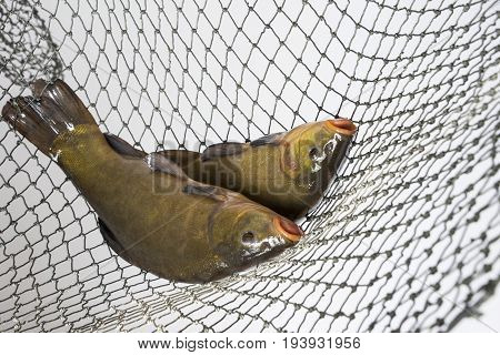 Tench - (Tinca tinca) in a net