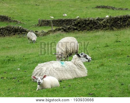 sheep and spring lambs in high pennine land in yorkshire with dry stone walls