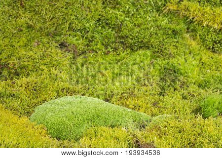 a green moss - a texture background
