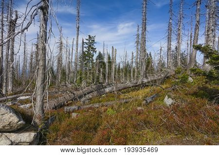 dead dry forest - bark beetle calamity on national park Sumava