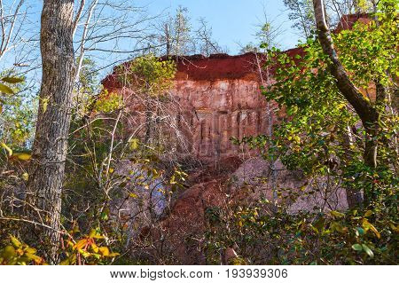 Red loamy wall of Providence Canyon seen behind trees from the canyon floor in sunny autumn day USA