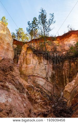 Red loamy wall of Providence Canyon with trees growing on it bottom view USA