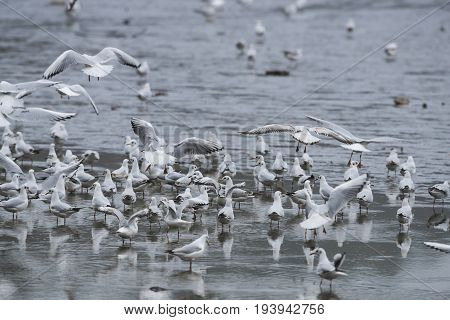 Black-headed Gull - Chroicocephalus ridibundus on a pond - catching fish after fishing pond