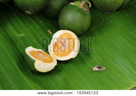 Betel parm on tree with the nature