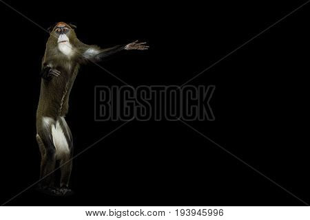 De Brazza's Monkey Standing and call to visit on Isolated Black Background