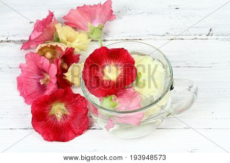 Making infusion from hollyhock flower Alcea rosea. Infusion good against cough laxative and inflammation herbal medicine