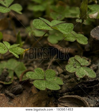 Crenatae Water-clover's fresh bright green leaves(Marsilea minuta)