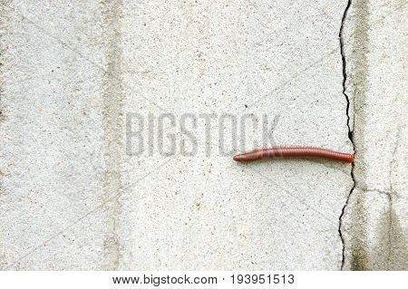 Watch out for millipedes in the rainy season. Millipede on the wall of the house in the rain.