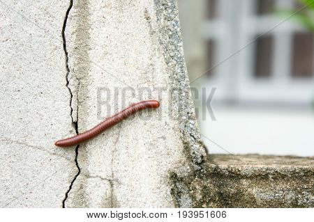Watch out for millipedes in the rainy season. Millipede on the wall of the house in the rain.