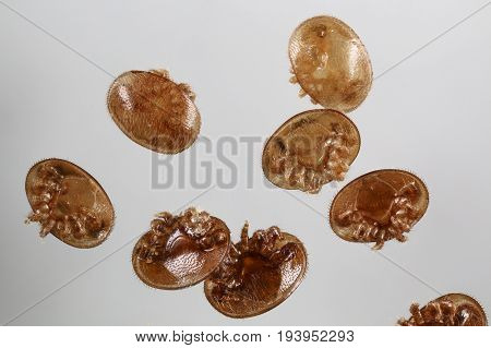 Varroa destructor bee parasite - microscope photo