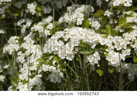 Crataegus monogyna known as common hawthorn or single-seeded hawthorn is a species of hawthorn native to Europe northwest Africa and western Asia