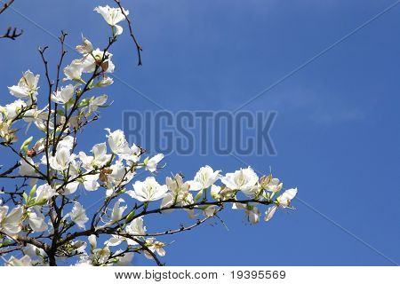 Spring.On ветви цветы распускаются