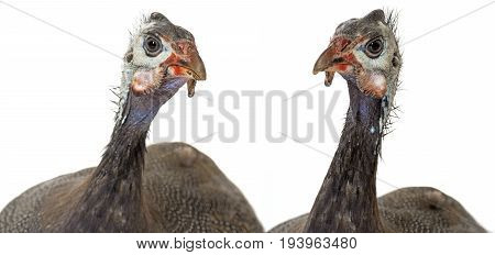 guinea fowl - Numida meleagris f. domestica