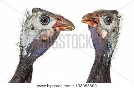 guinea fowl - Numida meleagris f. domestica