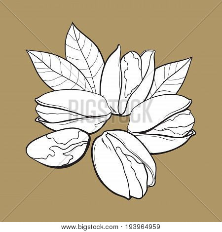 Group of black and white pistachio nuts, shelled and unshelled, sketch style vector illustration isolated on brown background. Realistic hand drawing of pistachio nuts with leaves