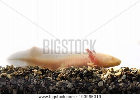 white Axolotl (Ambystoma mexicanum) in an aquarium