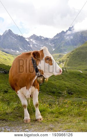Brown and white cows in the Tyrol mountains in Austria