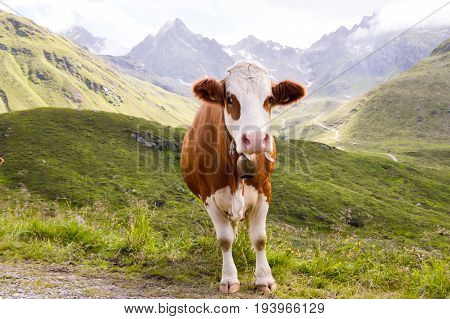 Brown and white cows in the Tyrol mountains in Austria