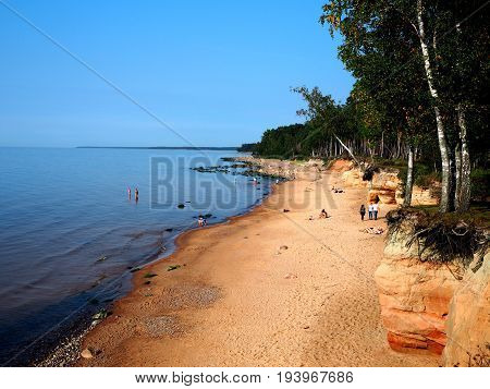 Beach in the countryside with northern palms - birches, Latvia