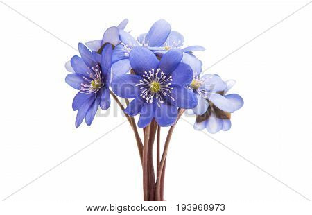 Hepatica Nobilis - first Spring blue flower