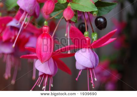 Bloem