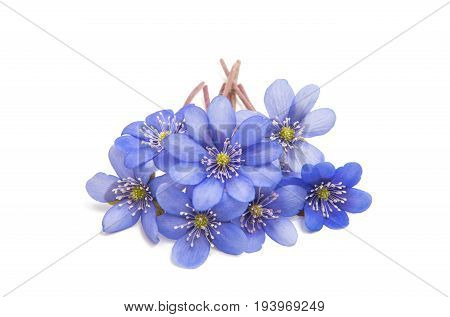 Hepatica Nobilis - first Spring blue flower