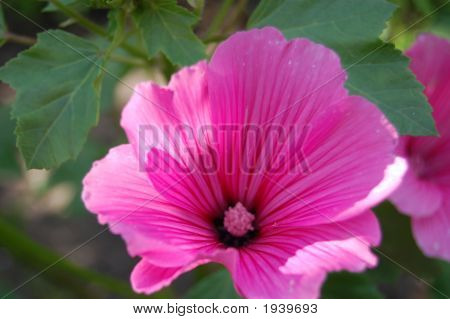Bloem