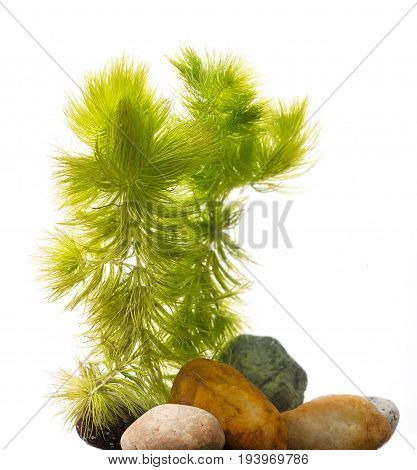 Ceratophyllum demersum - an aquarium plant isolated