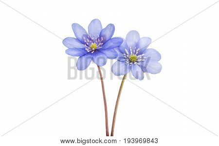 Hepatica Nobilis - first Spring blue flower