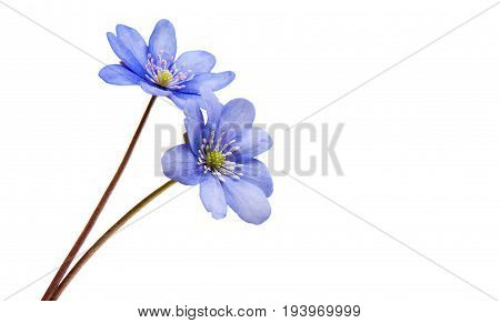 Hepatica Nobilis - first Spring blue flower