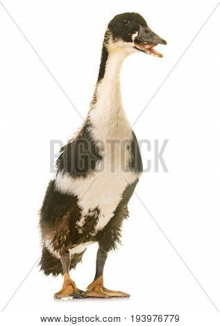 mulard duck in front of white background