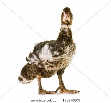 mulard duck in front of white background