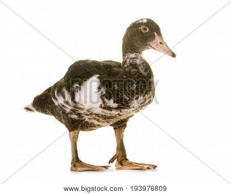 mulard duck in front of white background