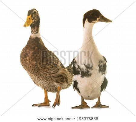 mulard and rouen duck in front of white background