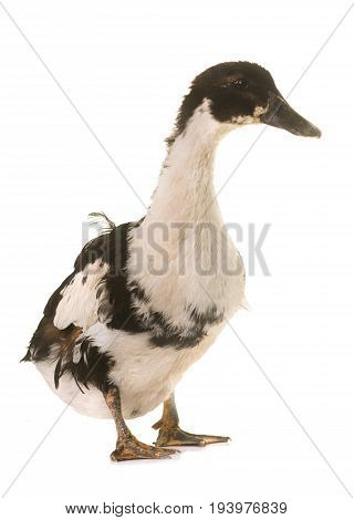 mulard duck in front of white background