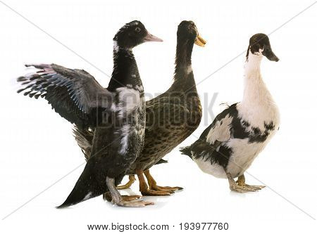 mulard and rouen ducks in front of white background