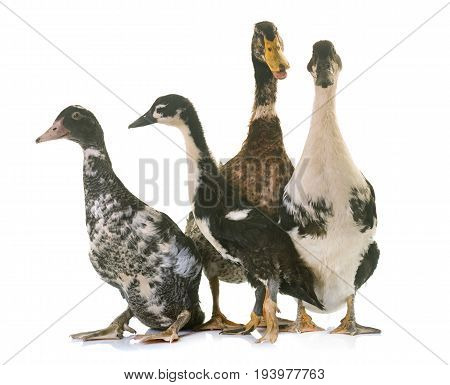 mulard and rouen ducks in front of white background
