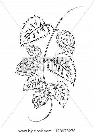 Branch of hops with cones. Brewing. Agriculture.Brewing. Ingredient. Herbal medicine. Alternative medicine.