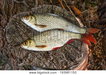 View Of Two Common Rudd Fish On Natural Vintage Wooden Background..