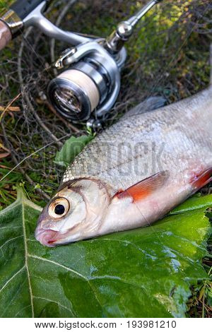 View Of Freshwater Silver Bream Or White Brem Fish On Black Fishing Net And Fishing Rod With Reel. .