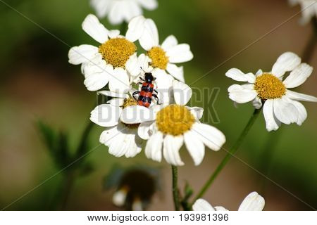 A colorful and black red striped beetle beetle on a daisy xylanthemum.