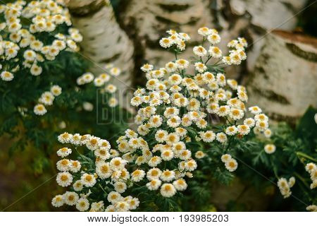 Flowering. Chamomile. Chamomile Flowers. Natural Herbal Treatment.