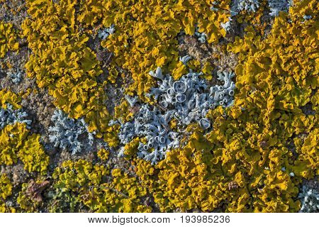 Xanthoria parietina  - lichen close up - detail