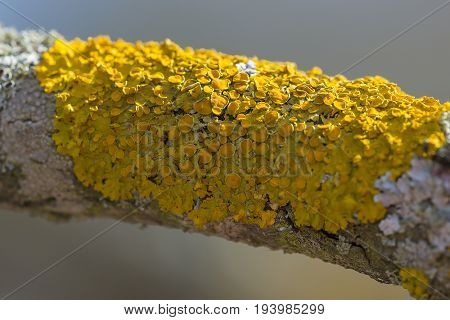 Xanthoria parietina  - lichen close up - detail