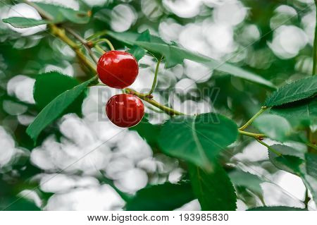 Cherries Tree, Cherries With Green Foliage